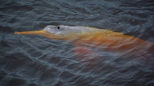 Bolivian River Dolphin (Inia boliviensis) — Data Deficient Mammalia