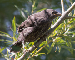 Turdus falcklandii