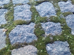 Bryum