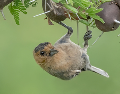Melaniparus fringillinus