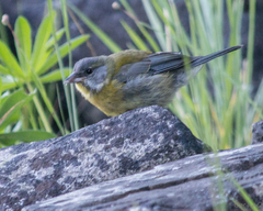 Phrygilus