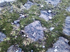 Bryum