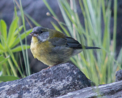 Phrygilus