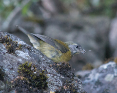 Phrygilus