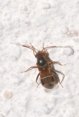 Pilophorus perplexus