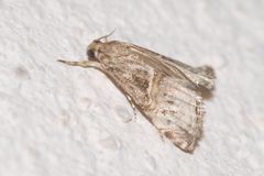 Euchromius cambridgei
