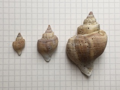 Trophon geversianus