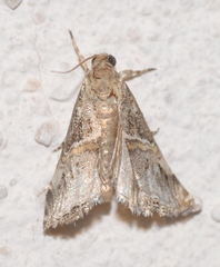 Euchromius cambridgei