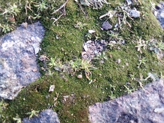 Bryum