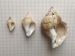 Trophon geversianus