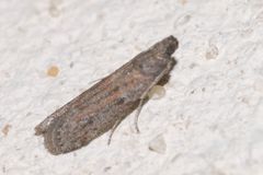 Cadra figulilella