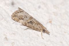 Euchromius cambridgei
