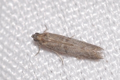 Cadra figulilella