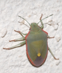 Brachynema cinctum