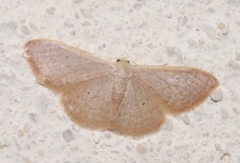 Idaea distinctaria