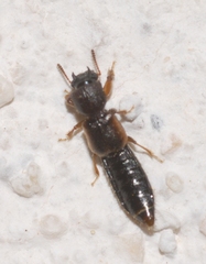 Bledius gallicus
