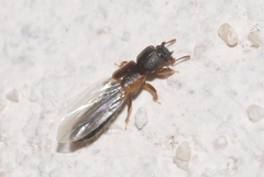 Bledius gallicus