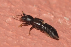 Bledius unicornis
