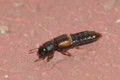 Bledius gallicus