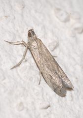 Phycitodes albatella