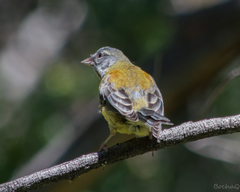 Phrygilus