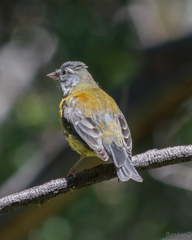 Phrygilus