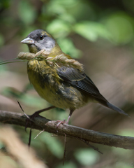 Phrygilus