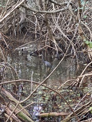 Egretta tricolor image