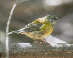 Phrygilus