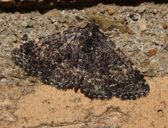 Metalectra tantillus