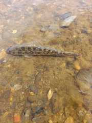 Eleginops maclovinus