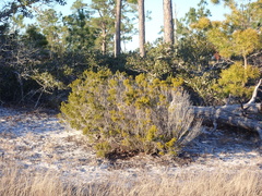 Ceratiola ericoides image