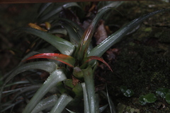 Aechmea recurvata