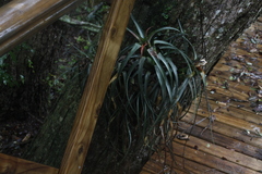 Aechmea recurvata