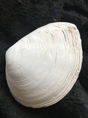 Macoma nasuta