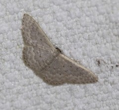 Idaea eretmopus