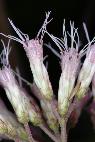 Eutrochium fistulosum