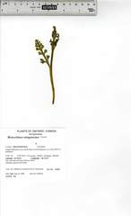 Botrychium ascendens