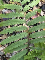 Anchistea virginica image