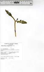 Botrychium ascendens