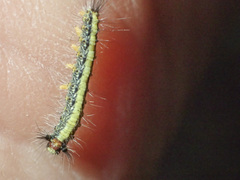 Nataxa flavescens
