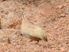 Tinamotis pentlandii