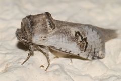Parahypopta caestrum