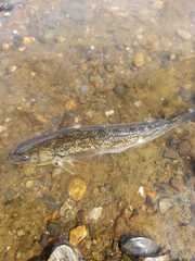 Eleginops maclovinus