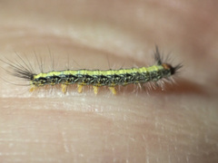 Nataxa flavescens