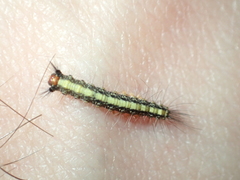 Nataxa flavescens