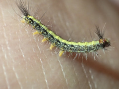 Nataxa flavescens