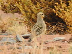 Oreopholus ruficollis