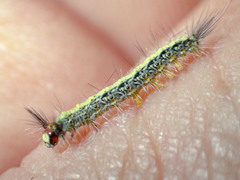 Nataxa flavescens