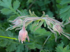 Geum triflorum